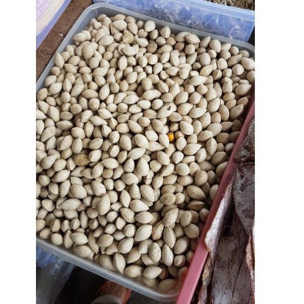 

Biji Kacang Ginkgo Biloba 100gr - Pek Kuai - Pek Koi