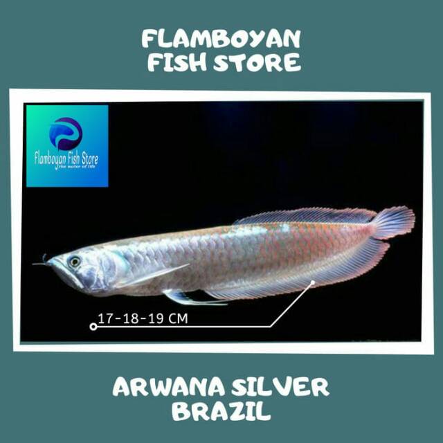 Ikan arwana silver brazil 18+- cm