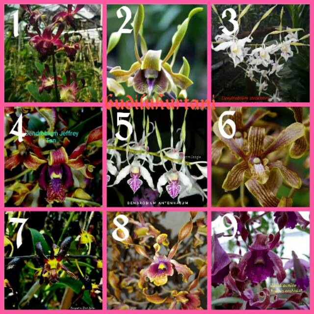 Anggrek dendrobium melintir/keriting remaja hybird