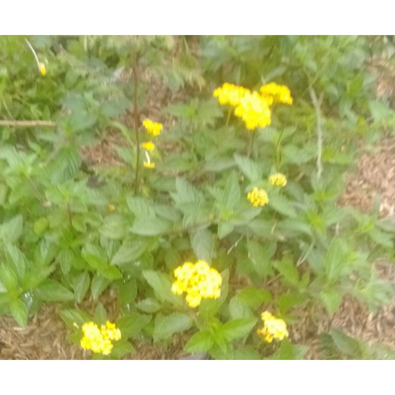 lantana kuning