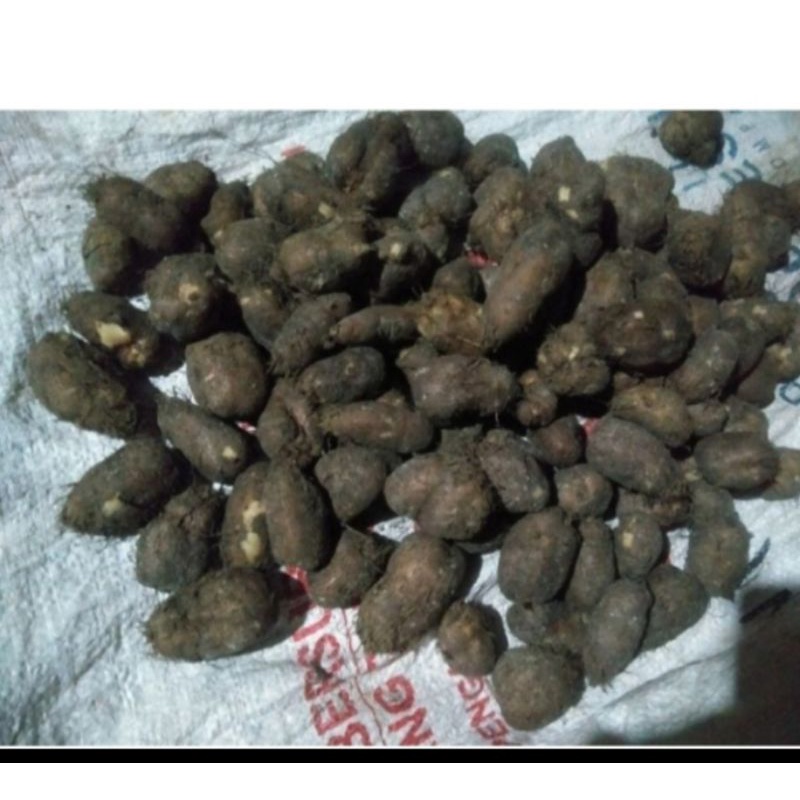 

Kentang hitam 1kg (fresh), kentang bulu, kleci, kembili, kentang sabrang