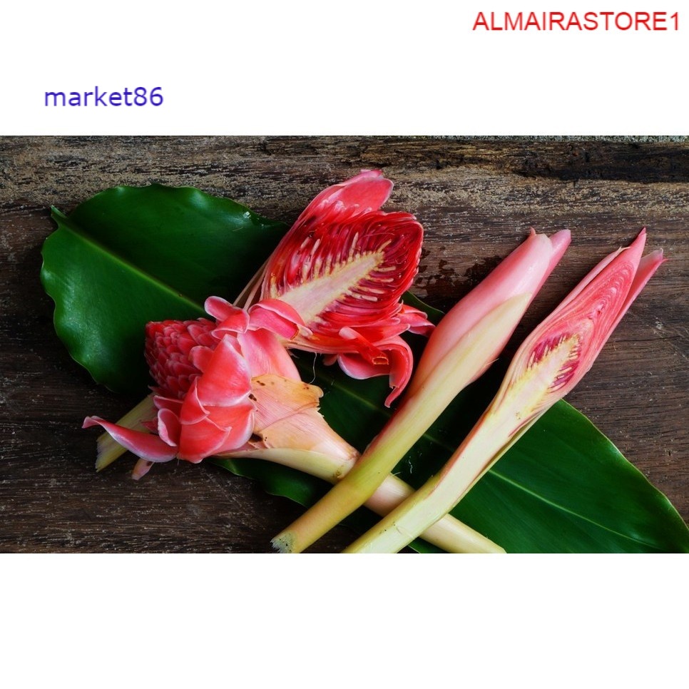 

Sayur Sayuran Segar FRESH Bunga Kecombrang per Tangkai - WFB .