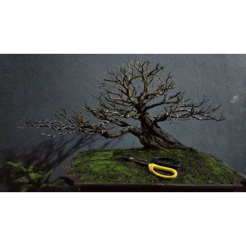 Bonsai ficus benjamina