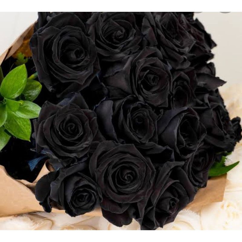 Benih Biji Bunga Mawar Hitam Original