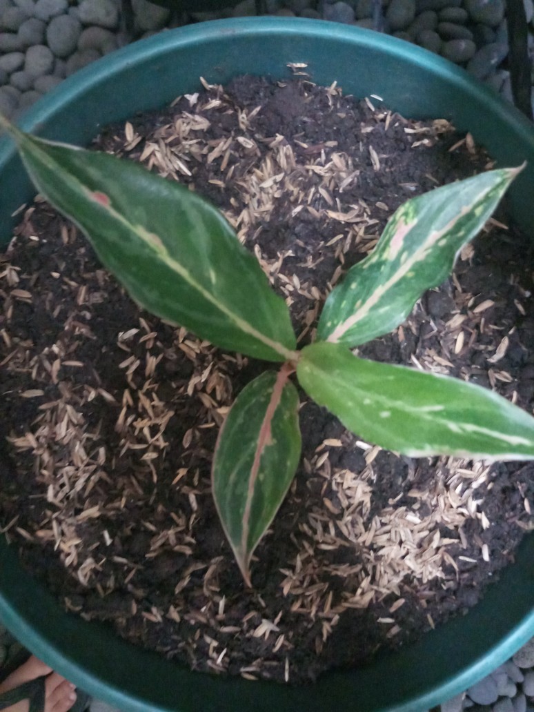 Bibit Aglonema Butterfly