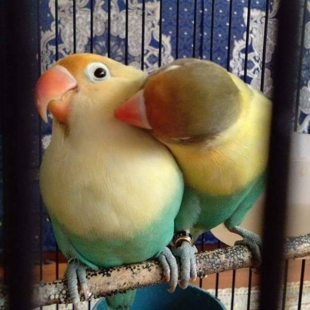 Lovebird parblue