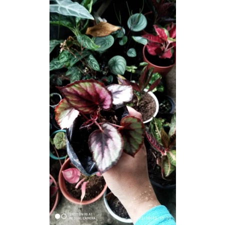 begonia red pita