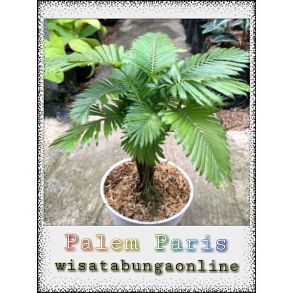 Tanaman Hias Palem Paris/Palem Mini/Palem Meja