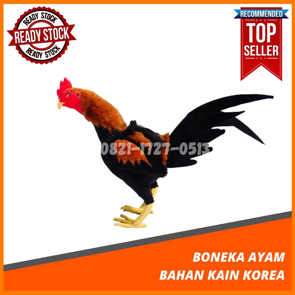 81 Gambar Binatang Lucu Ayam Adu HD Terbaru