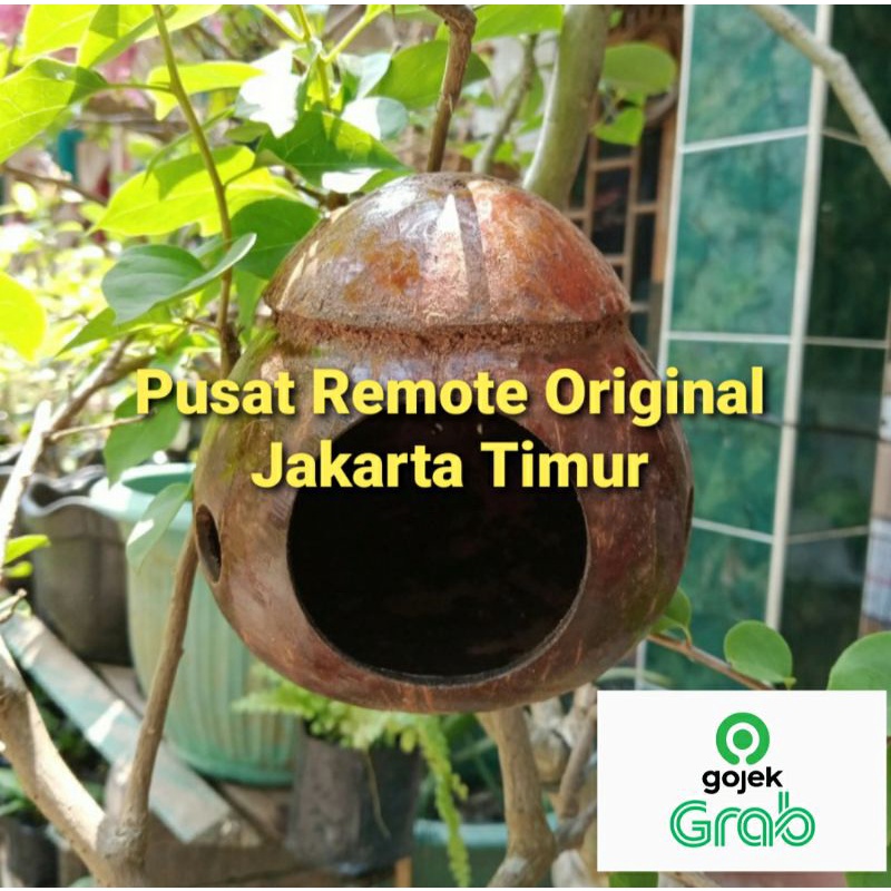 GLODOK BATOK MURAI LOVE BIRD KENARI SARANG TELUR BATOK KELAPA