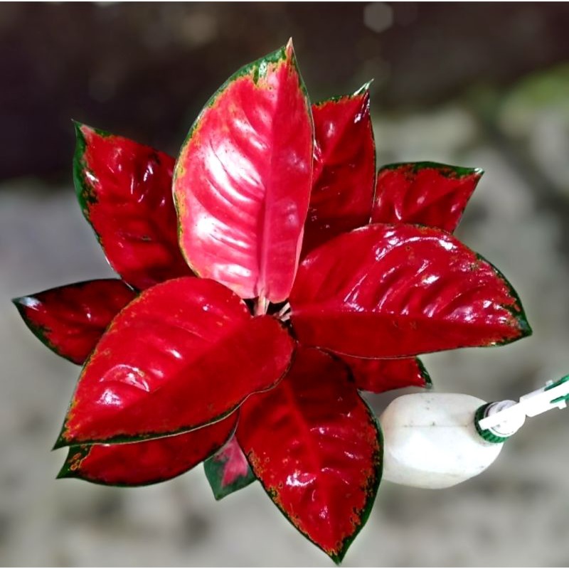 Aglonema Suksom Jaipong Jumbo / Tanaman hias bunga aglonema aglaonema Suksom Jaipong Murah Besar kua