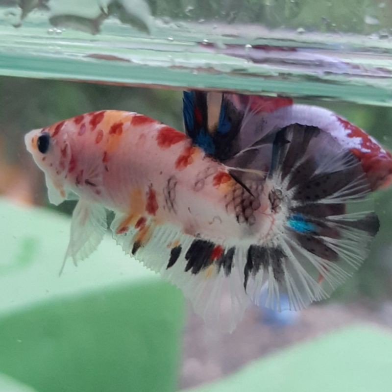 ikan cupang nemo galaxy