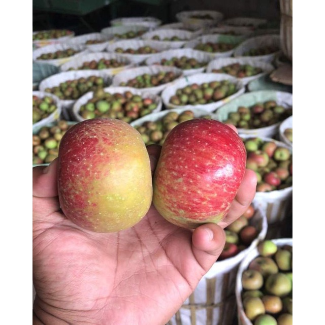 BUAH APEL ANNA MALANG HAPPYFRUITS 1KG