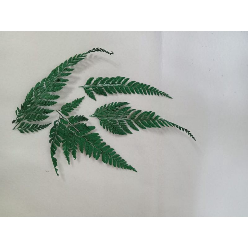 daun pakis kering / daun paku kering