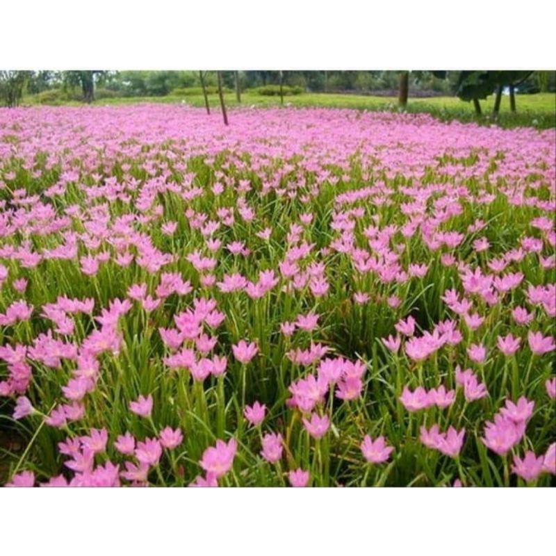 Tanaman Hias Tulip Pink/Tanaman Tulip/Tanaman Tulip Bunga Pink
