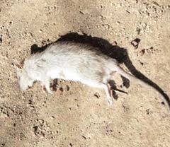 Ramtus Racun Tikus Got Curut Paling Ampuh Pembasmi Tikus Dirumah Racun Tikus Di Mesin Mobil 2 Pack