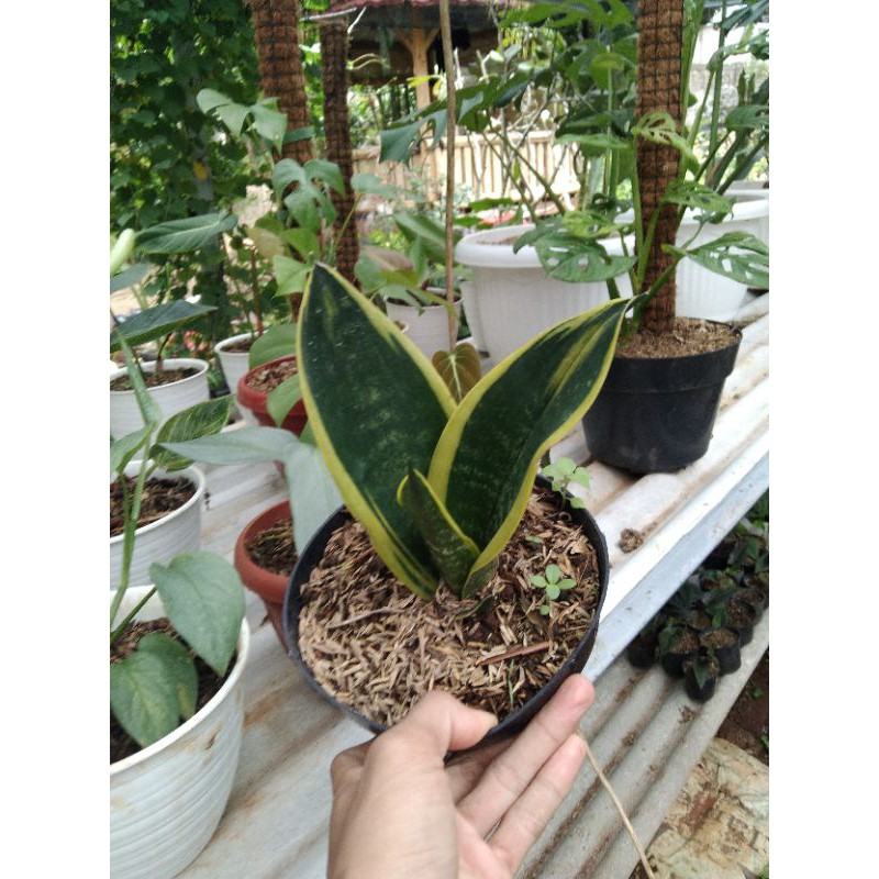 sansivera gold flame - tanaman hias sansivera gold flame