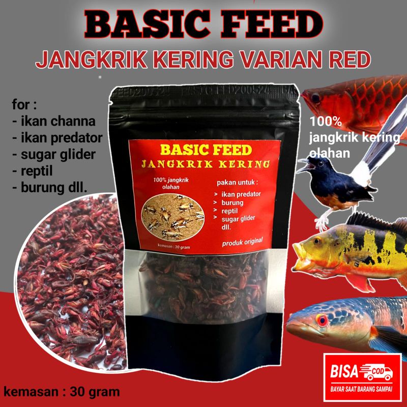 jangkrik kering red BASIC FEED 30gr | makanan ikan predator | pakan ikan channa maru RED pulchra and