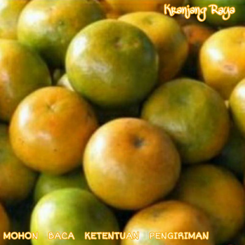 Jeruk Pontianak