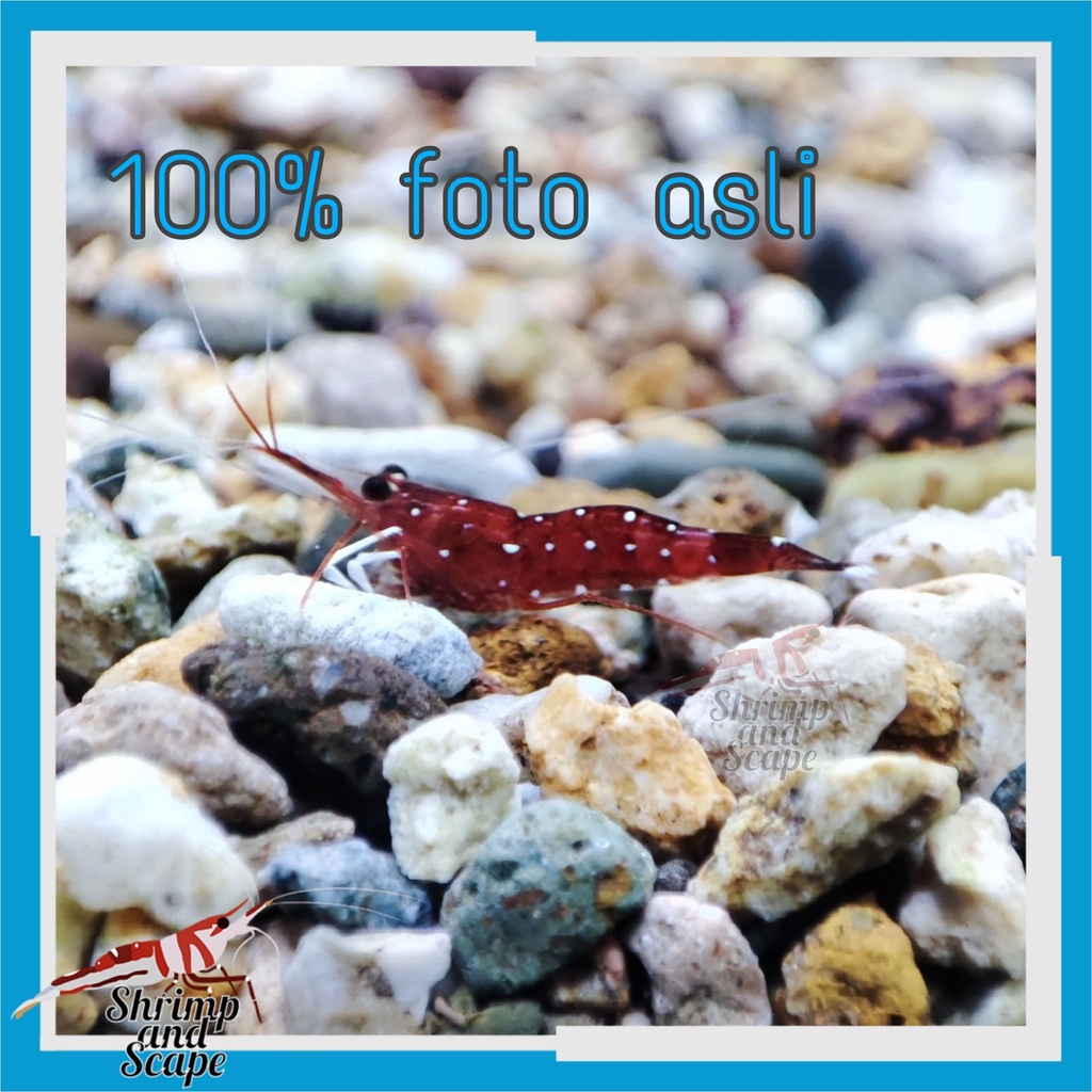 White Spot Sulawesi Shrimp / Udang Hias Sule