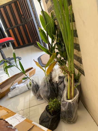 Bibit Tanaman Herbal Serai Bumbu Sere