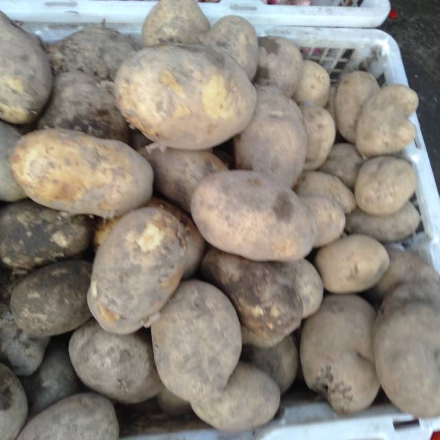 

Kentang segar 500gram