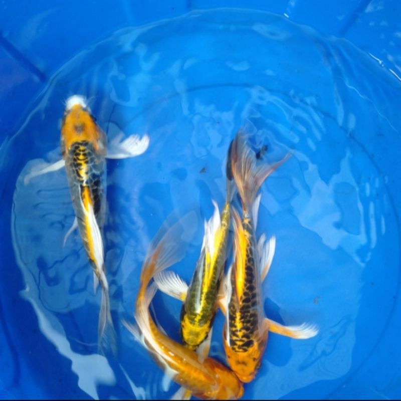 IKAN KOI KUMPAY METALIC SLAYER KABUTO SZ 58Cm Shopee Indonesia