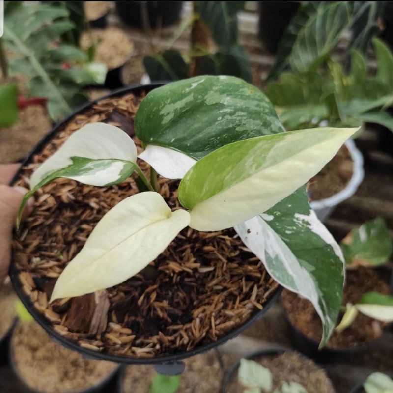 PHILODENDRON EPIPREMNUM VARIGATA WHITE / MONSTERA EKOR NAGA VARIGATA PUTIH