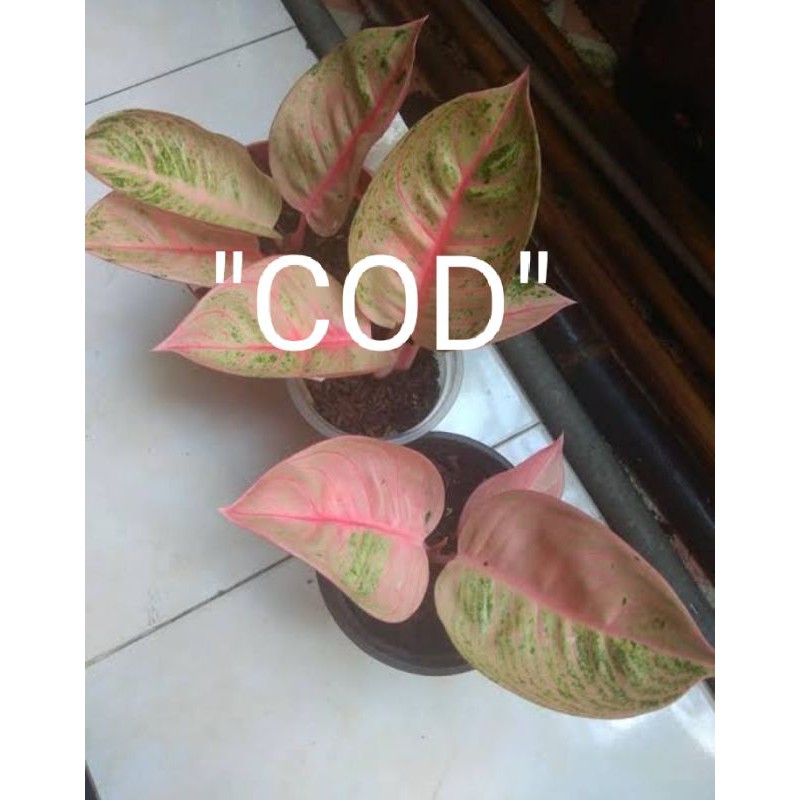 bonggolan aglonema romantic love