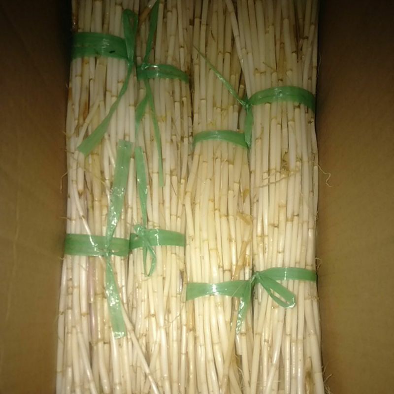 

AKAR ALANG ALANG SEGAR~AKAR ILALANG SEGAR~Kogon grass Imperata cylindrica Minim order 2 ikat@500 gram