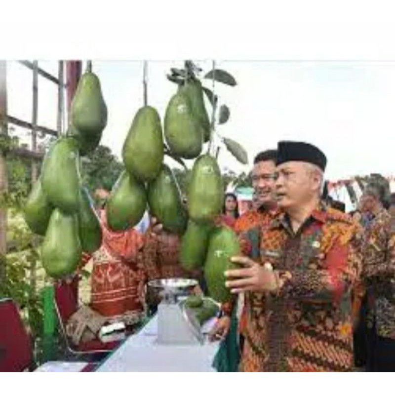 bibit alpukat pemaling