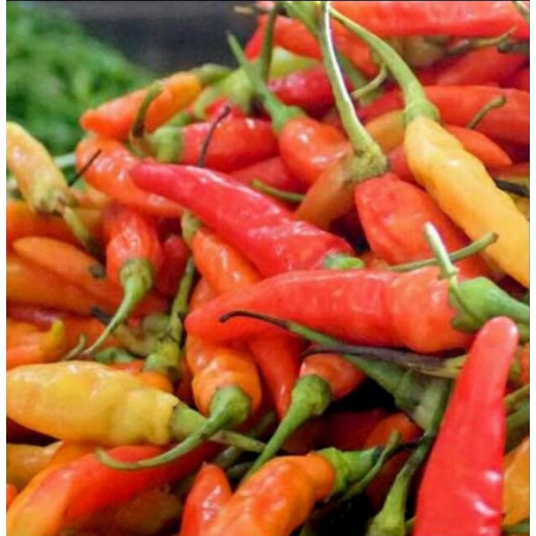 

Cabe rawit caplak segar