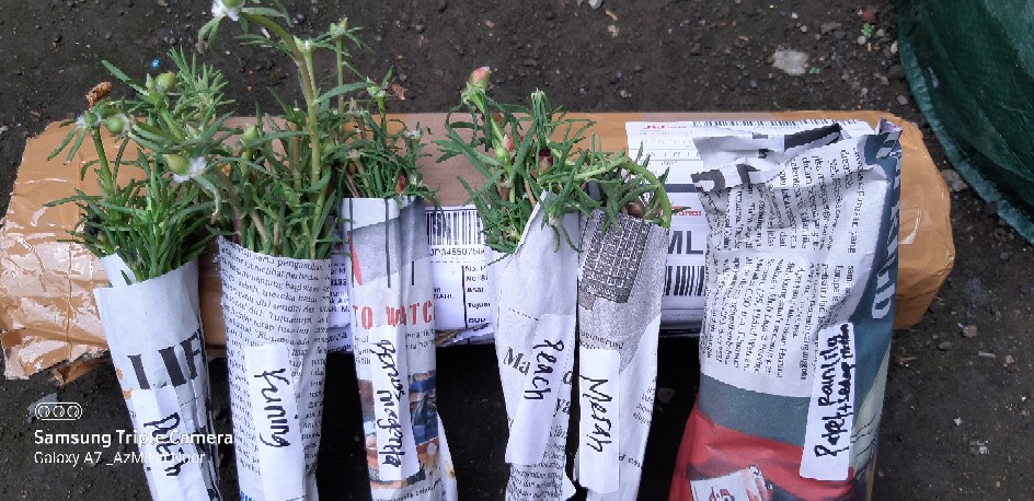 Paket Umbi Rain Lily Dan Sedap Malam