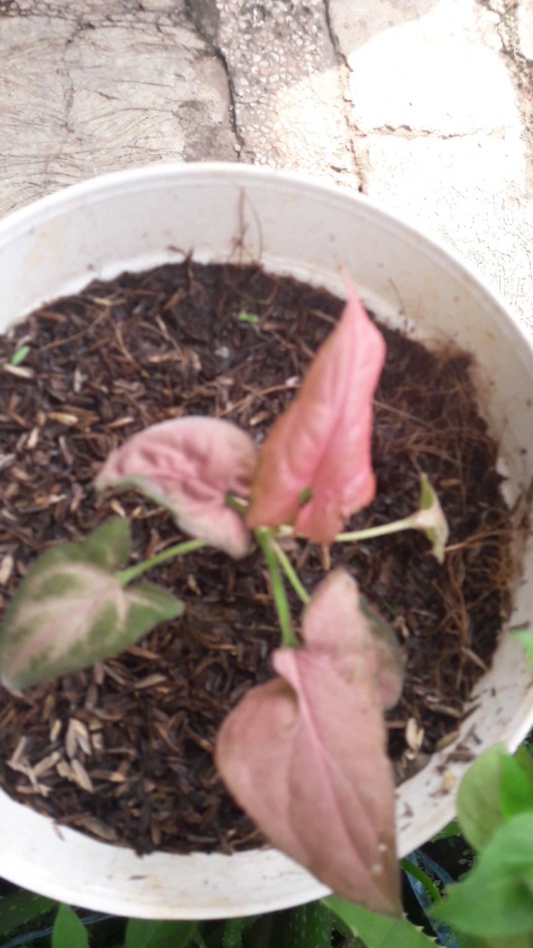 Syngonium Threeking Bibit