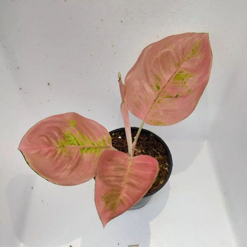 Tanaman hias aglonema anakan kochin cunkwok