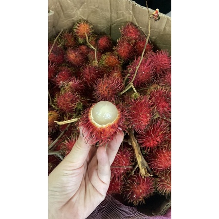 

buah binjay rambutan ASLI jawa tengah BUKAN BIBIT binjay tapi rambutan biasa 950gr-1000gr