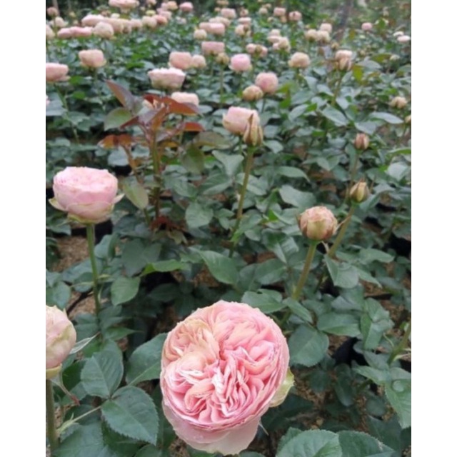 mawar import charming piano