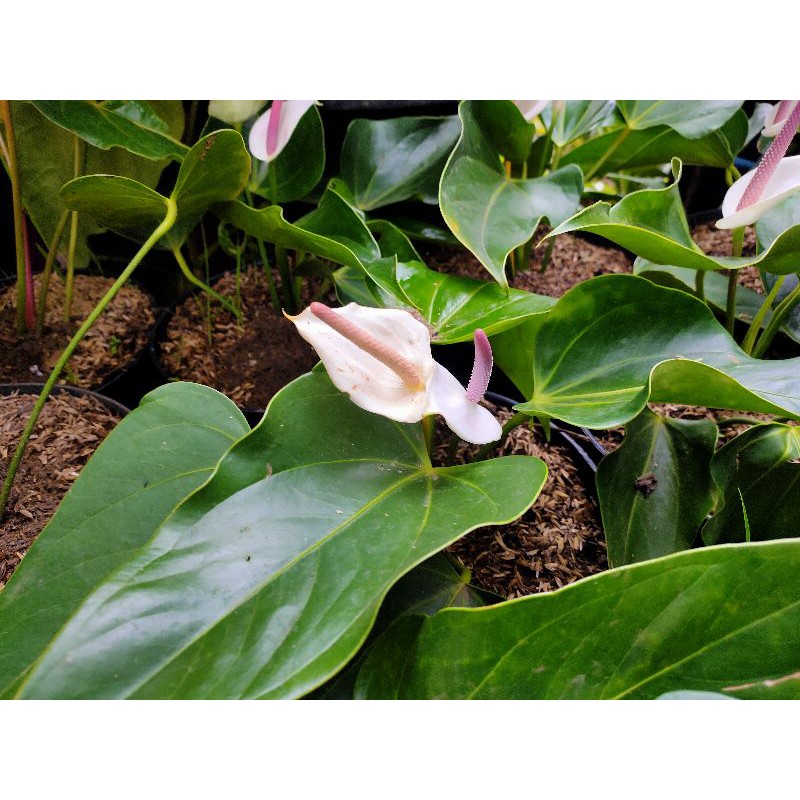 Anthurium mickey mouse bunga putih dan pink besar Koleksi