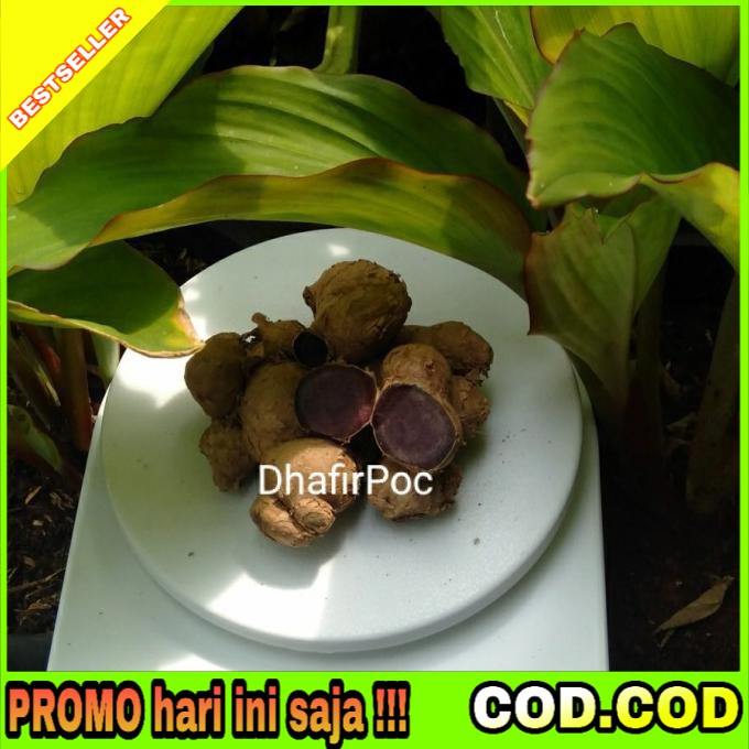 ORIGINAL RIMPANG KUNYIT HITAM ASLI