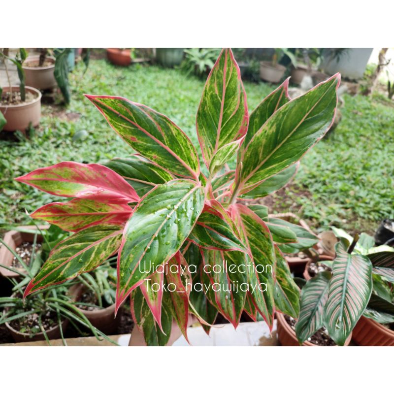 Aglonema Siam Aurora/Bunga Aglonema lipstik merah