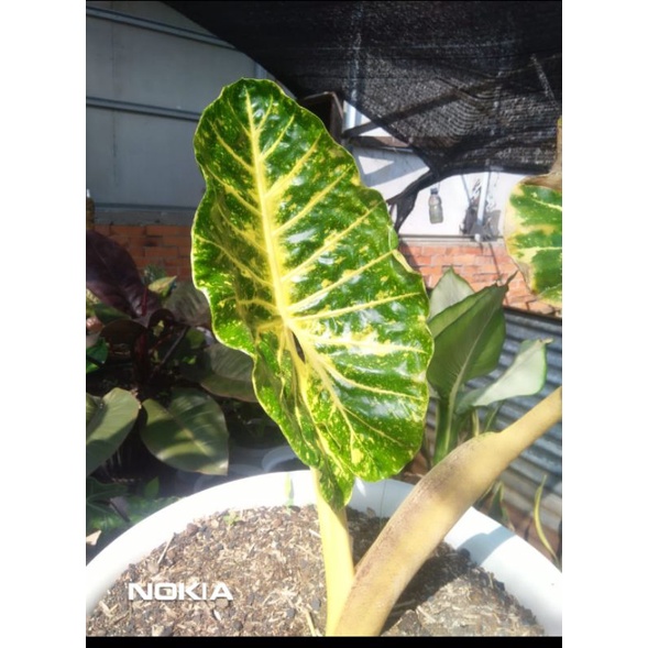 sente langka alocasia new Guinea gold varigata kuning