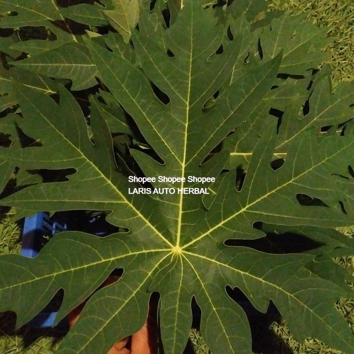

daun pepaya