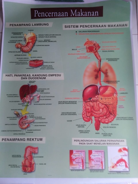 CARTA PENCERNAAN MAKANAN /POSTER PENCERNAAN MAKANAN / GAMBAR PENCERNAAN MAKANAN