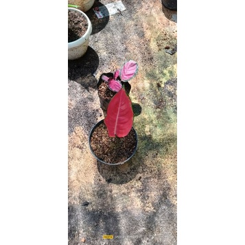 aglaonema red majesty