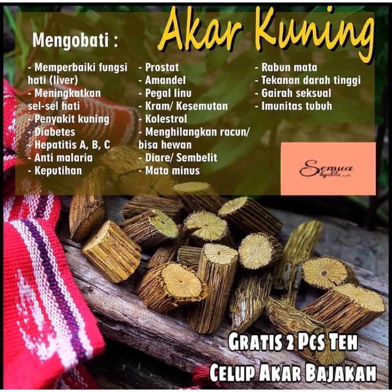 

AKAR BAJAKAH KUNING 1 KG ASLI KALIMANTAN