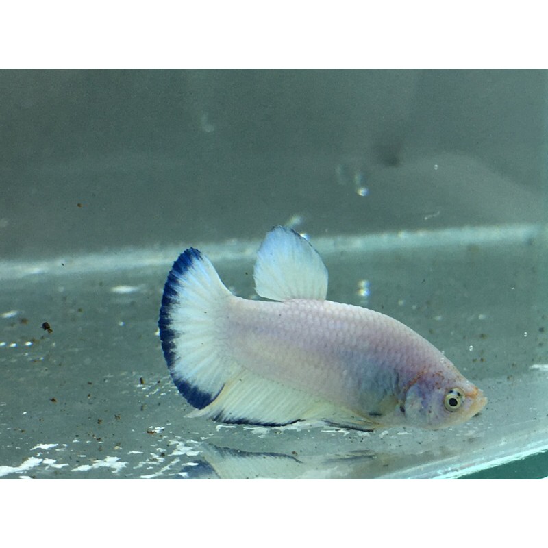 

cupang blue rim
