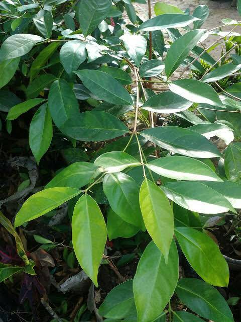 Bibit Daun Salam/Daun Penyedap Rasa Masakan/ Bibit Tanaman Daun Salam Rempah Untuk Masakan