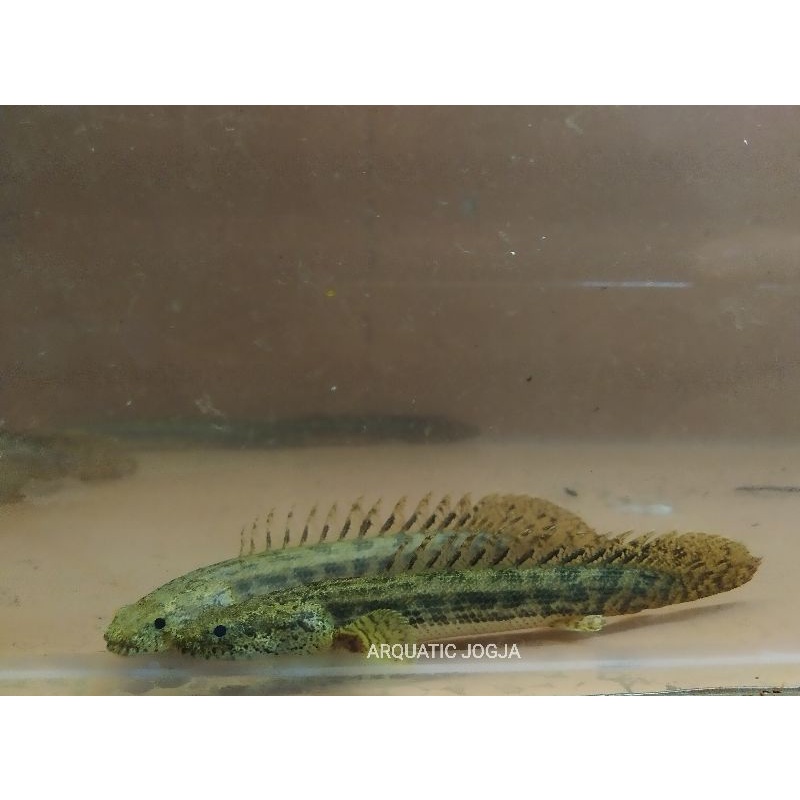 PALMAS ANSORGI PURE 11-14cm