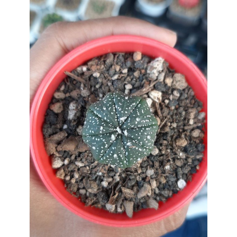 Kaktus Astrophytum