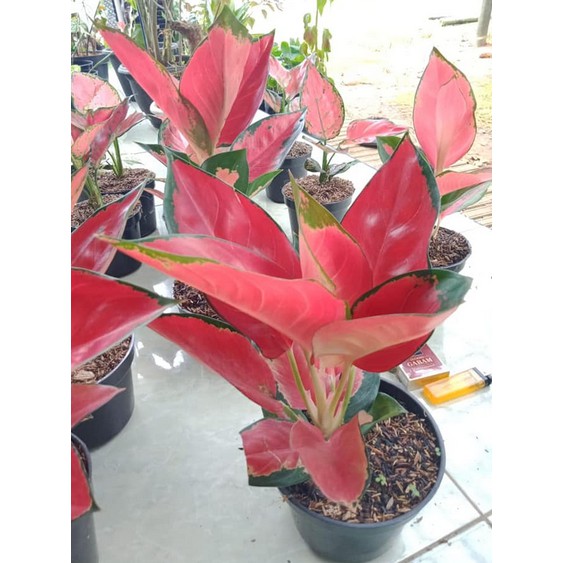 Tanaman hias - Pohon aglonema red majesty majesti merah murah tumbuhan bibit benih indoor antik